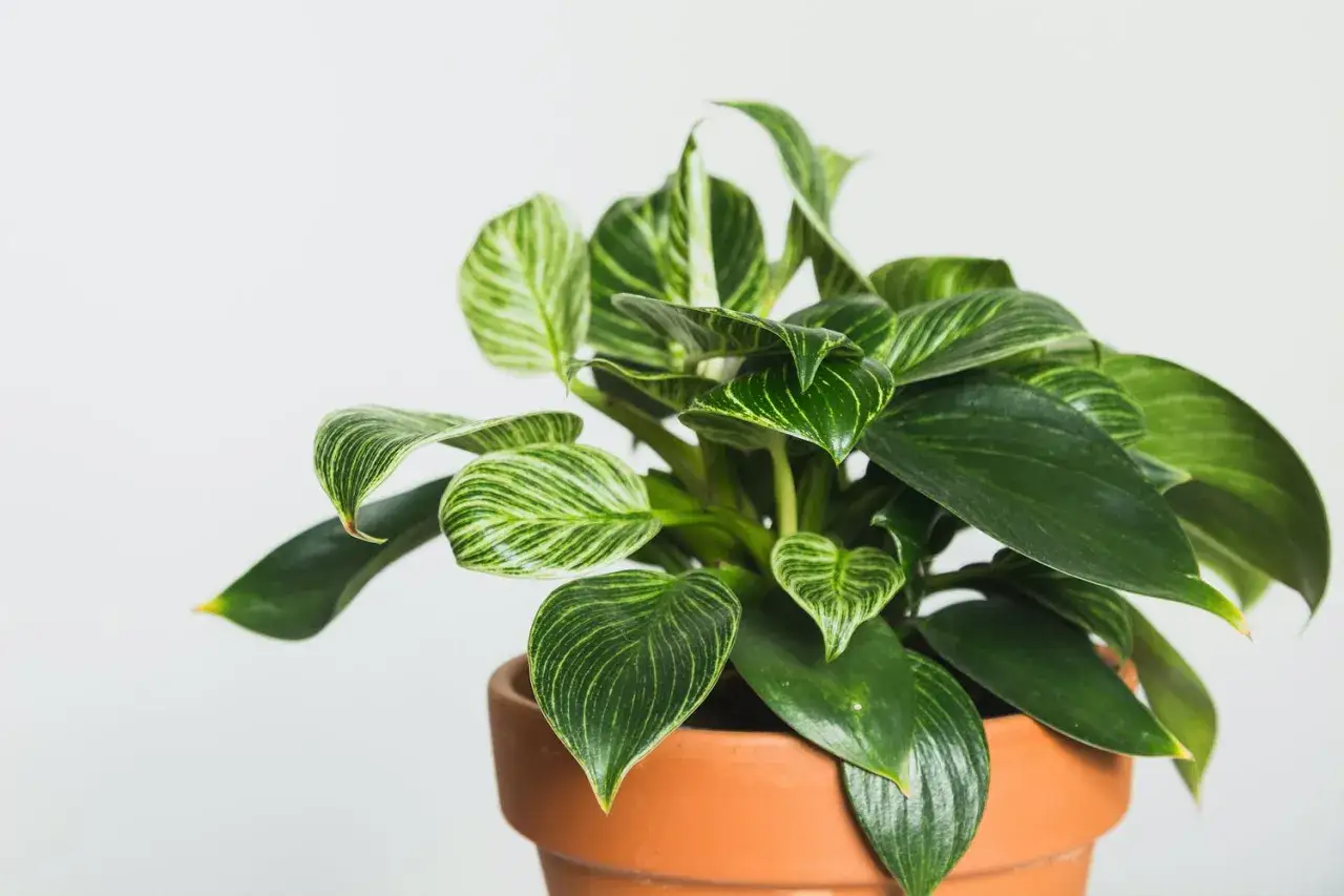 Filodendron odmiany 'Birkin' w terakotowej doniczce, z charakterystycznymi, pasiastymi liśćmi.