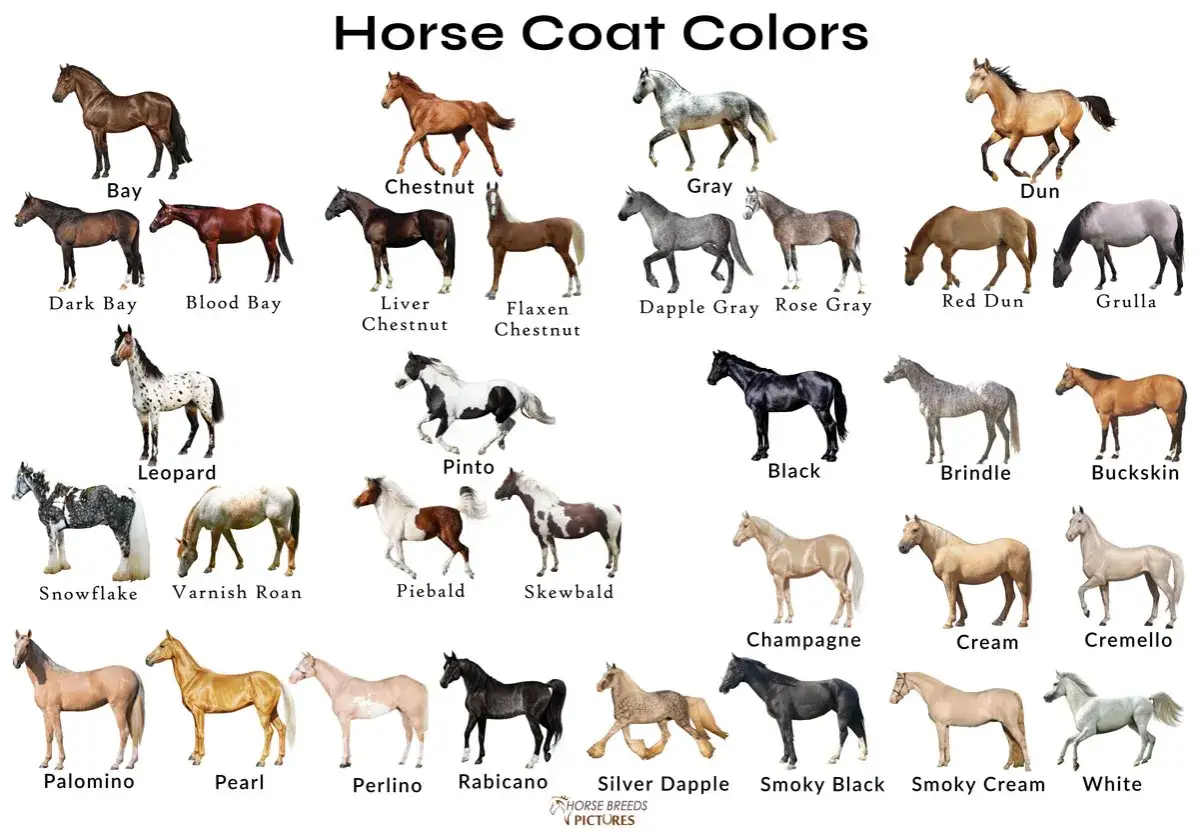 Katalog maści koni po angielsku: Bay, Chestnut, Gray, Dun, Black, Palomino, Pearl, Cremello i inne.