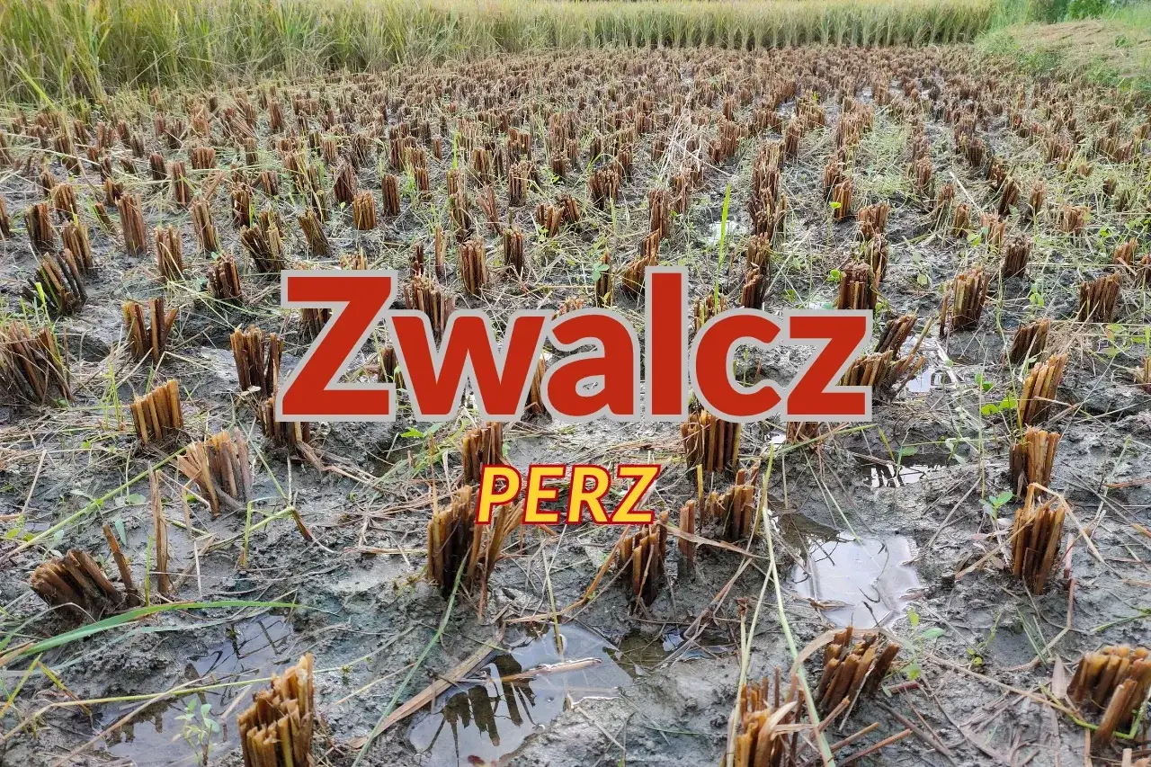 Pole ryżowe po żniwach, z widocznymi śladami po **fusilade** i napisem