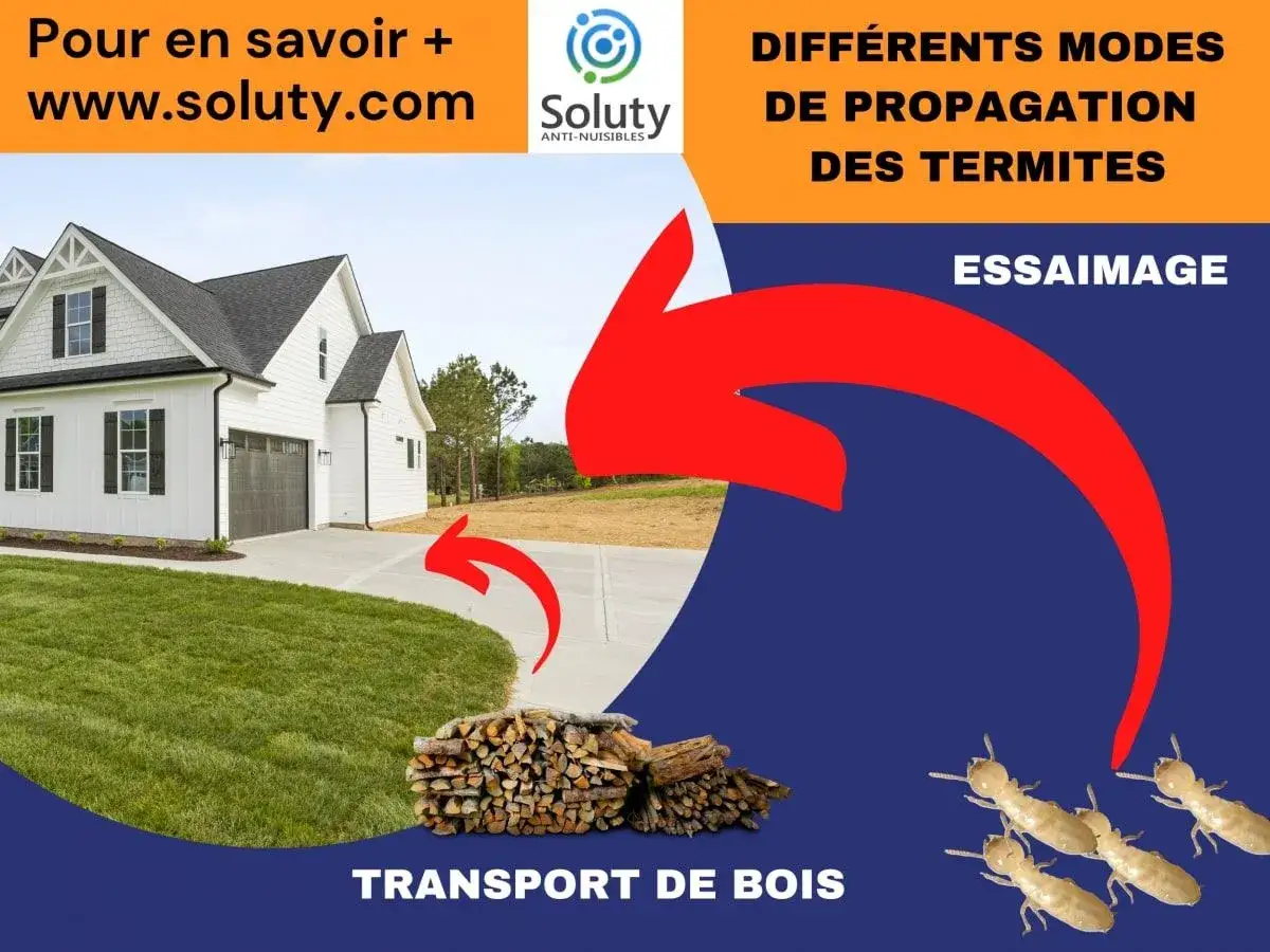 Illustration des modes de propagation des termites : essaimage et transport de bois vers une maison.