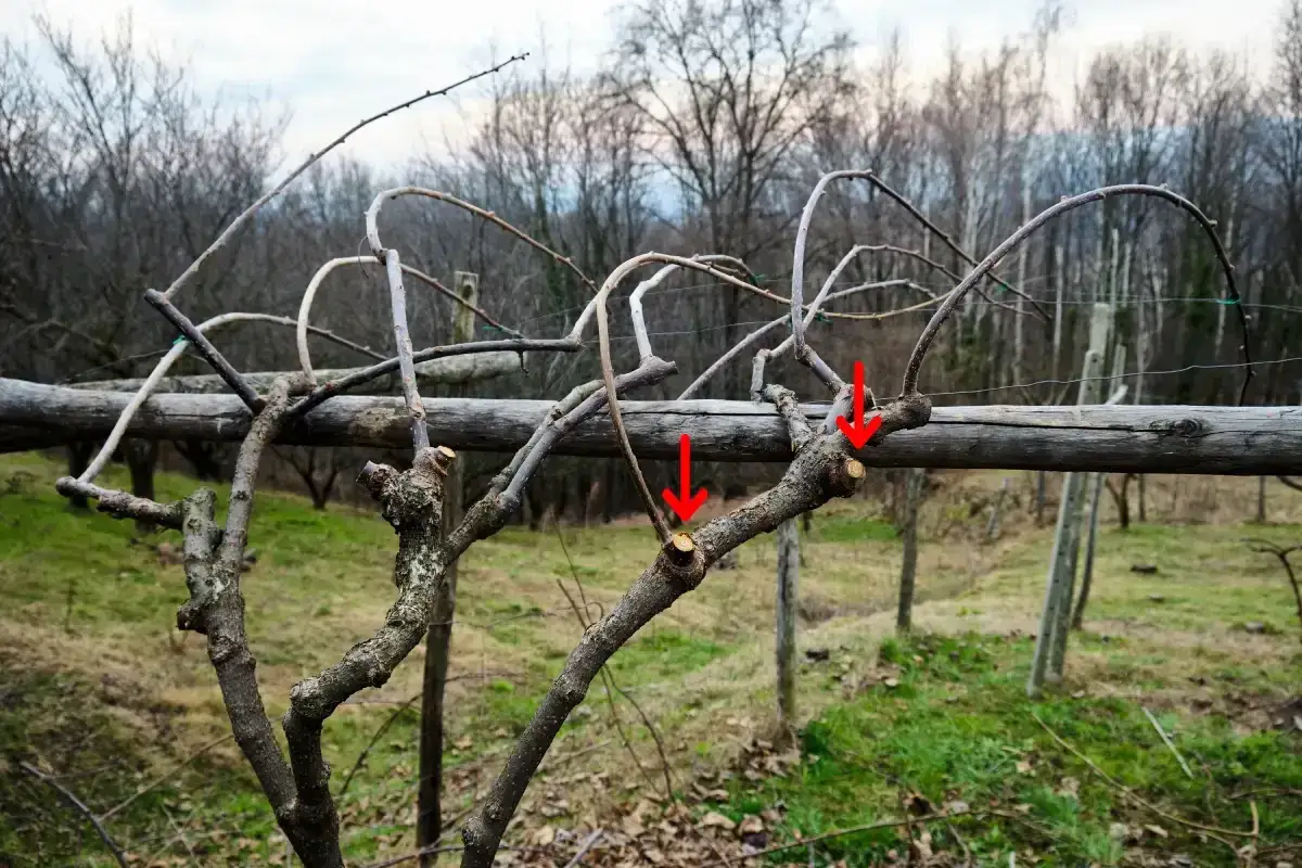 Schnittstellen an einem Kiwi-Strauch zeigen, wo die Äste für den Winter geschnitten wurden.