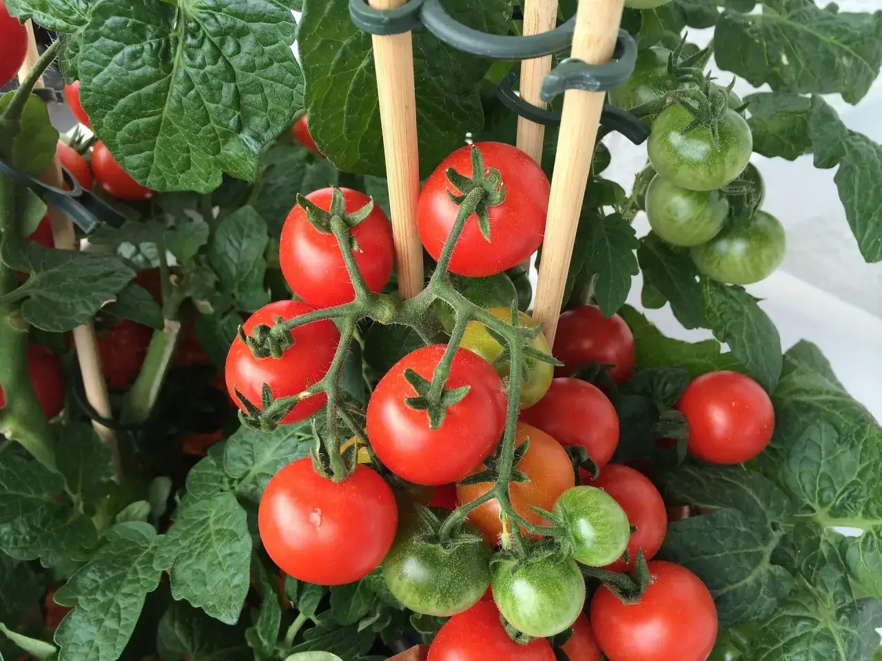 Reife und gr&uuml;ne tomaten pflanzen im topf, gest&uuml;tzt von Holzst&auml;ben. Ein kleiner Garten f&uuml;r frische Ernte.