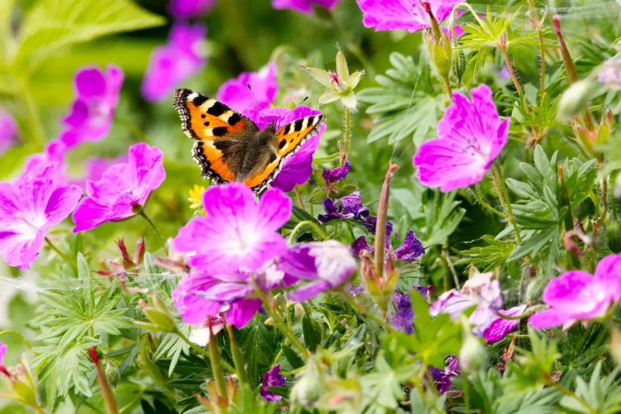 Ein Schmetterling sitzt auf einer pinken Blüte, umgeben von bienenfreundlichen Balkonpflanzen.