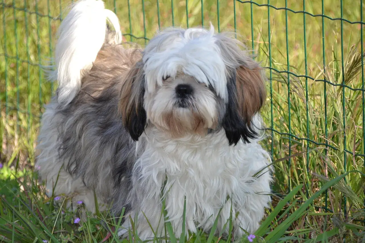 Puszysty piesek Shih Tzu w trawie. Czy można podać psu hydroxyzinum? Zawsze konsultuj się z weterynarzem przed podaniem leków.