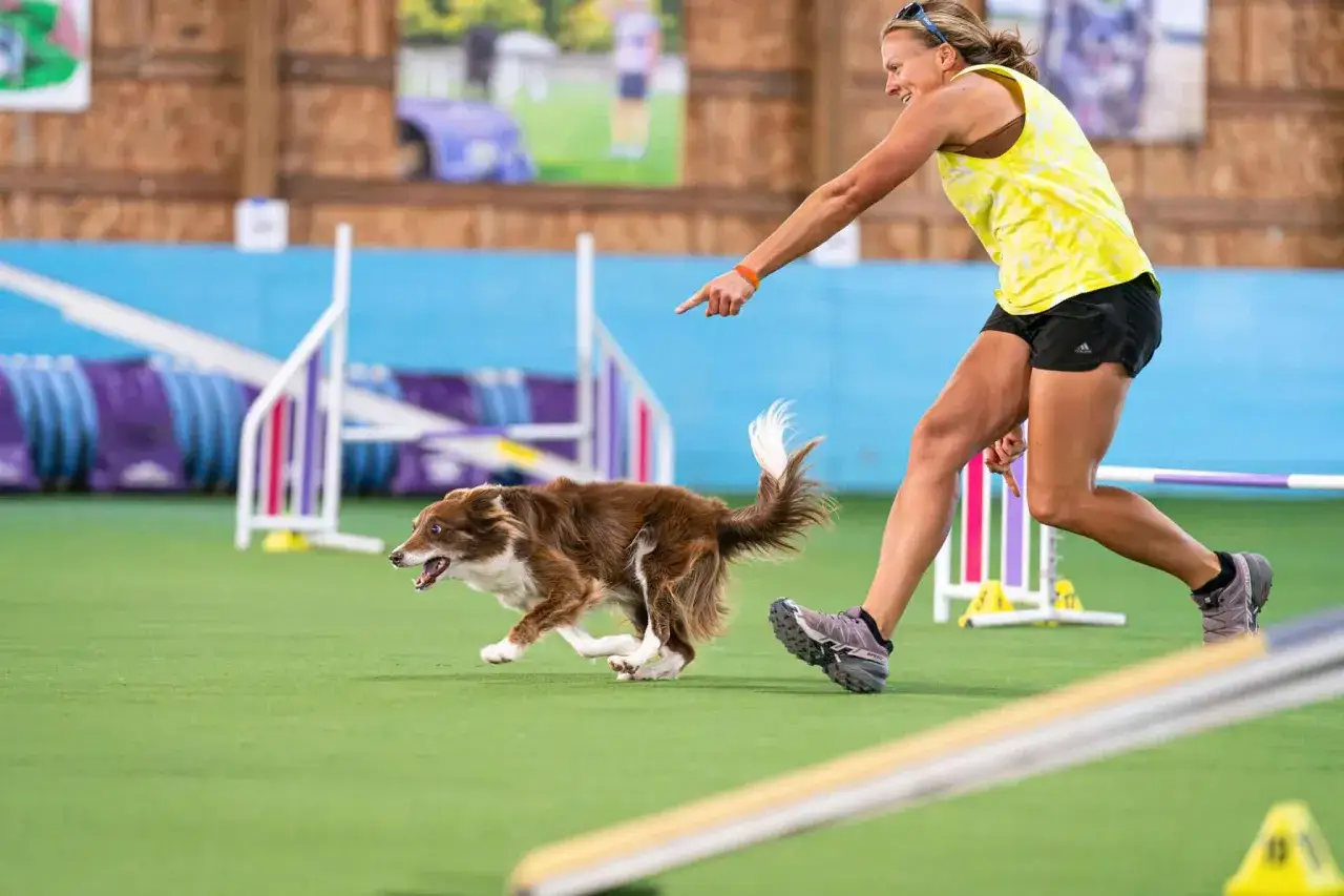 Ein Australian Shepherd zeigt seine unglaubliche Geschwindigkeit bei einem Agility-Parcours, w&auml;hrend seine Besitzerin ihn anfeuert.