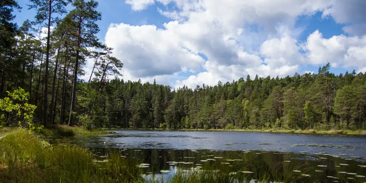 En stilla sjö omgiven av tät barrskog vid Norra kvill. Molnen speglas i vattnet.