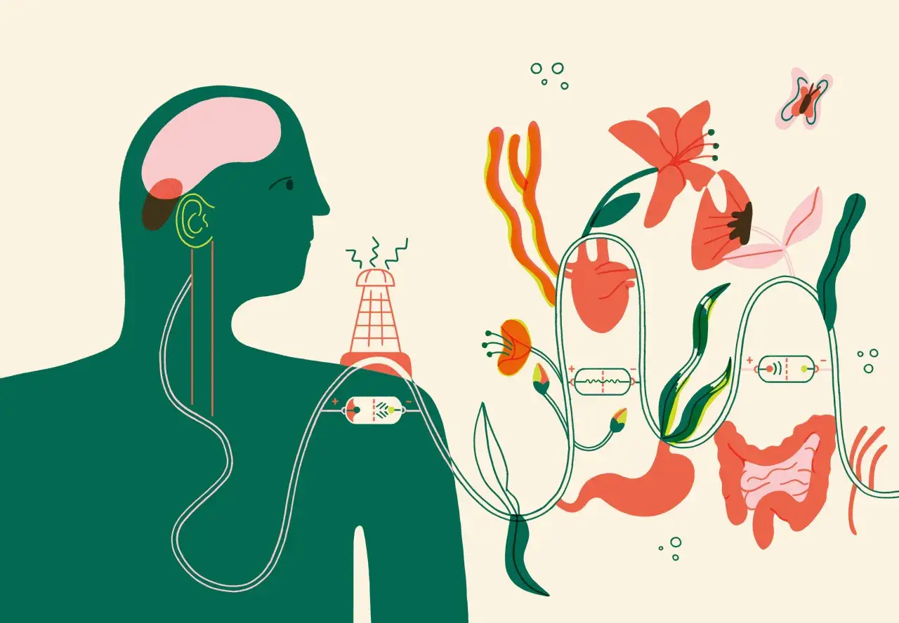 Illustration av vagusnerven som kopplas till hjärna, hjärta och tarmar. Kan visa symtom som påverkar dessa organ.