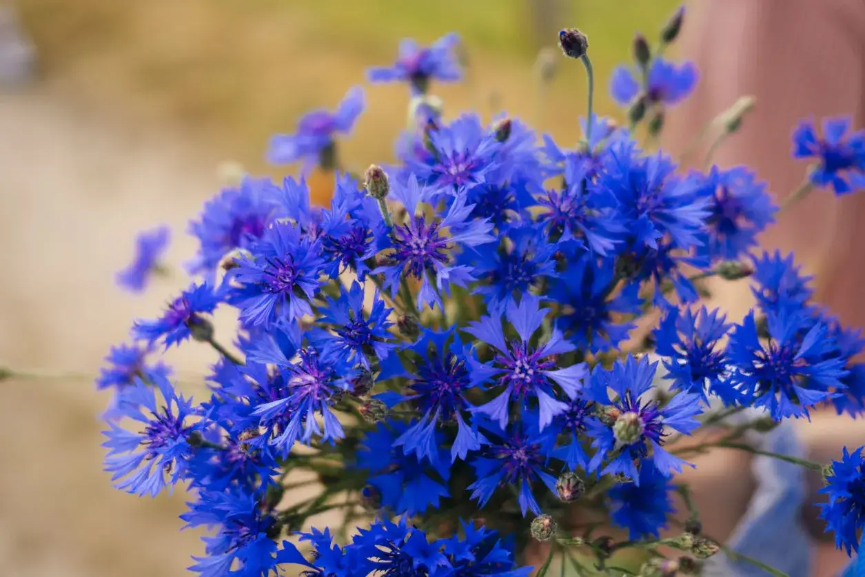 Un mazzo di fiordalisi blu intenso, raccolti in un vaso, illumina la scena con la loro vibrante bellezza naturale.