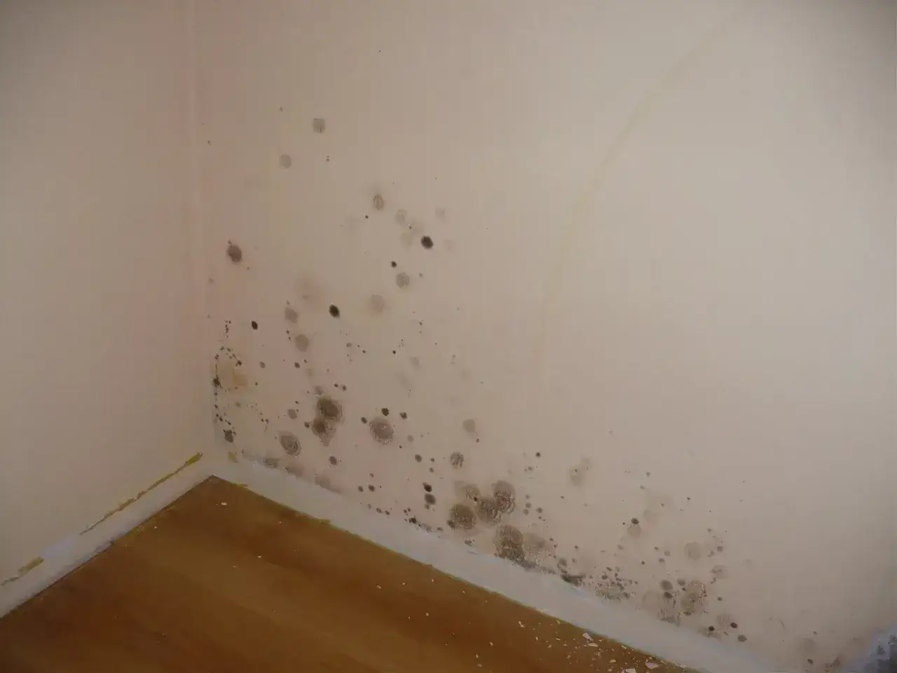 Plamy pleśni na ścianie piwnicy, świadczące o problemie z wilgocią w piwnicy latem.
