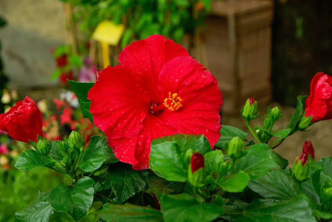 Piękny, czerwony hibiskus domowy z kroplami deszczu na płatkach. W tle zielone liście i pąki kwiatowe.