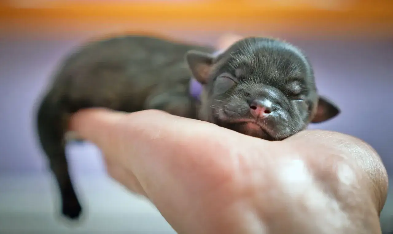 Un tierno cachorro duerme en una mano, un momento tierno antes de que empiecen a ver los cachorros.