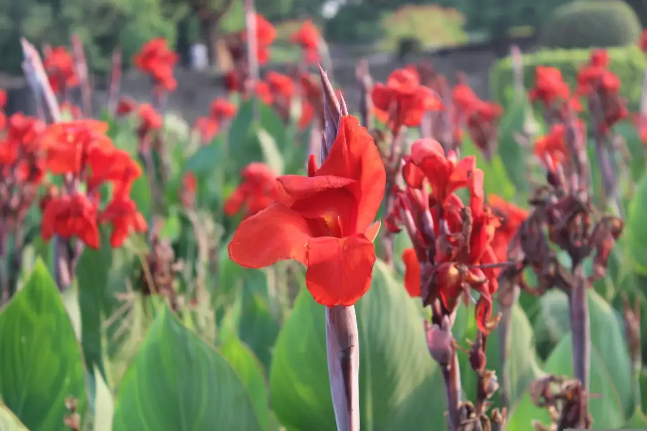 Une grosse fleur rouge, éclatante de vie, se dresse fièrement au milieu d'un parterre de verdure luxuriante.