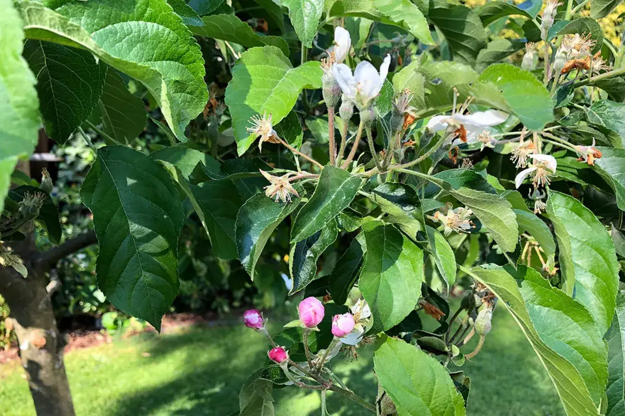 Ein junger Apfelbaum zeigt zarte wei&szlig;e Bl&uuml;ten und rosafarbene Knospen. Bald werden hier die ersten Fr&uuml;chte wachsen, ein Zeichen f&uuml;r das erfolgreiche Apfelbaum pflanzen.