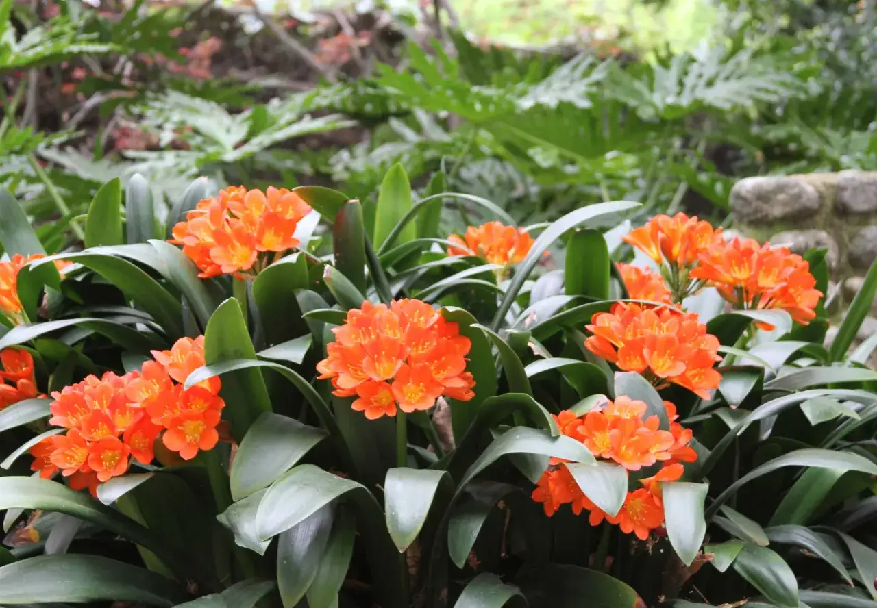 Fiori arancioni vivaci della pianta clivia, con foglie verdi scure e rigogliose sullo sfondo.