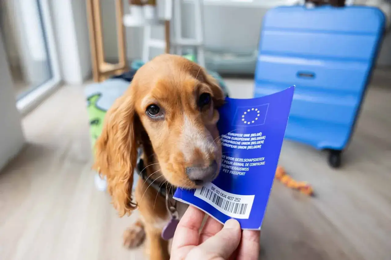 Chien cocker spaniel avec passeport européen, prêt pour le voyage. La quarantaine chien Canada n'est pas un problème avec les bons documents.