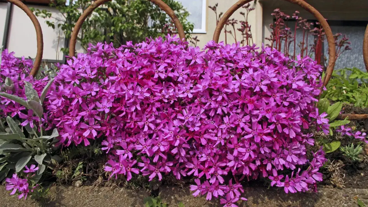 Ein Teppich aus pinken Phlox-Bl&uuml;ten bedeckt den Boden. Der ideale phlox standort ist sonnig und gut durchl&auml;ssig.