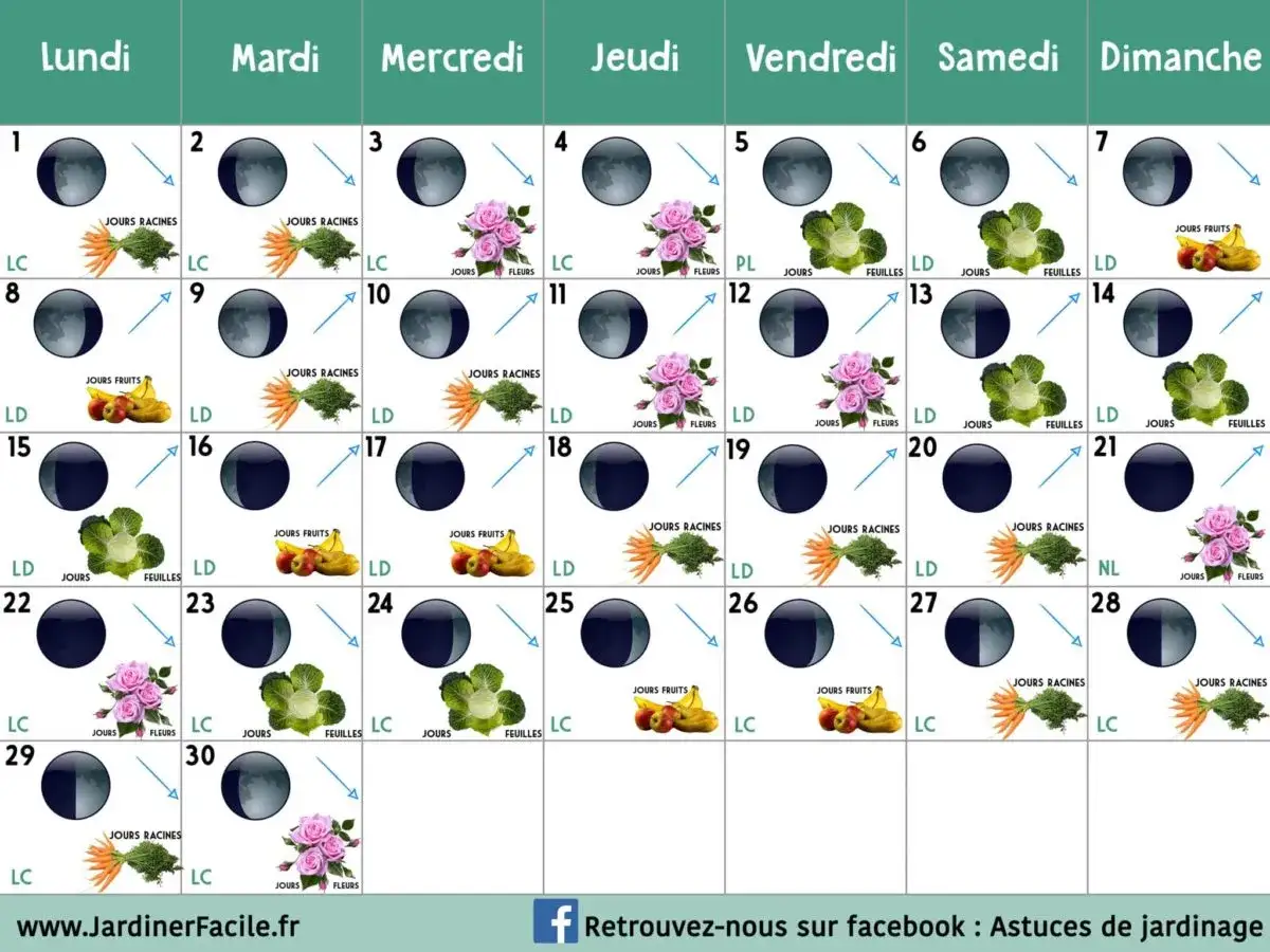 Calendrier lune 2026 : guide des semis pour racines, fruits, fleurs et feuilles, avec phases lunaires et conseils de jardinage.