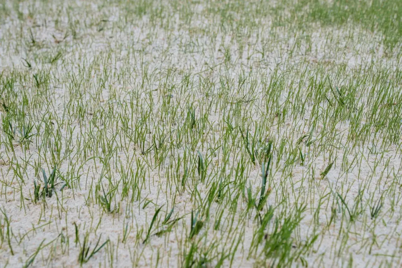 Frisch ges&auml;ter Rasen mit feinem Sand. Wie lange nicht betreten, die zarten Grashalme sprie&szlig;en.