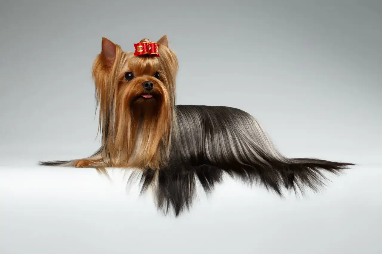 Kolaż zdjęć ras ps&oacute;w zmieniających kolor sierści: Yorkshire Terrier, Dalmatyńczyk, Bedlington Terrier