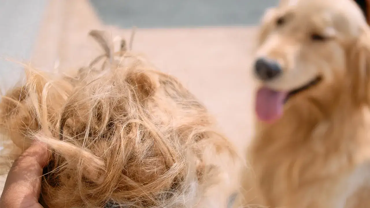 Kłębek sierści, który wypadł podczas czesania, dowodzi, że golden retriever ma włosy. W tle widać rozmazanego psa.