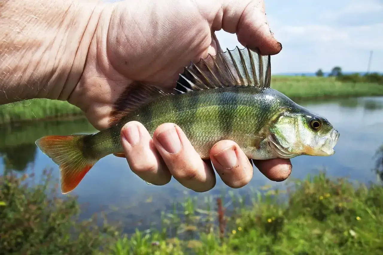 Ein Angler h&auml;lt einen Barsch, der fast einen Meter lang ist, vor einem Teich.