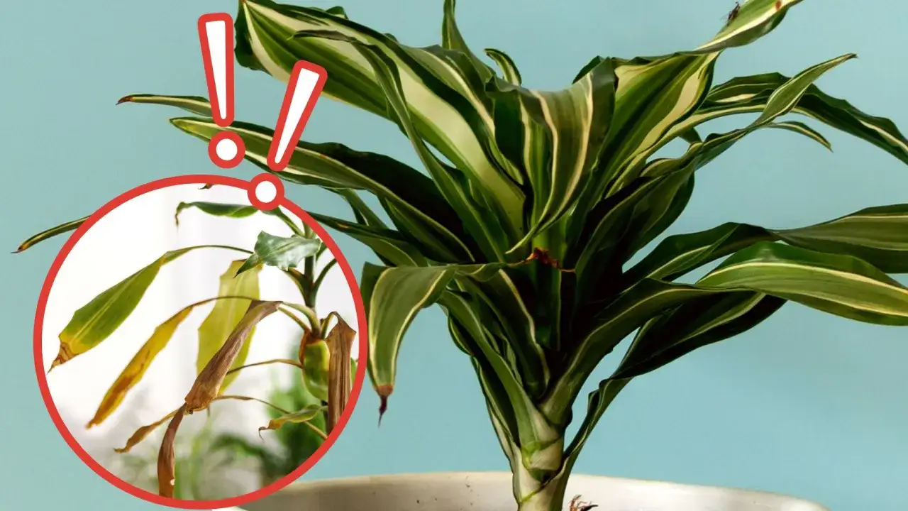 Dracena jak dbać? Zobacz, jak ratować usychające liście i cieszyć się piękną rośliną.