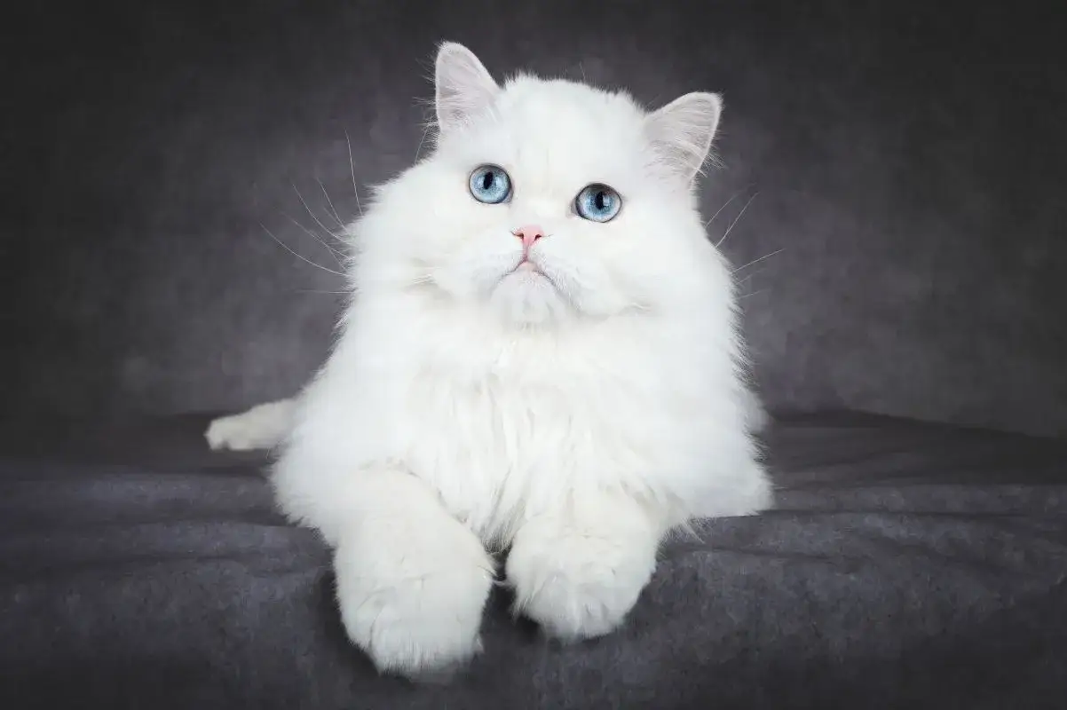 Piękny kot albinos z niebieskimi oczami, siedzący na ciemnoszarym tle. Jego puszyste, białe futro kontrastuje z intensywnym kolorem tęczówek.