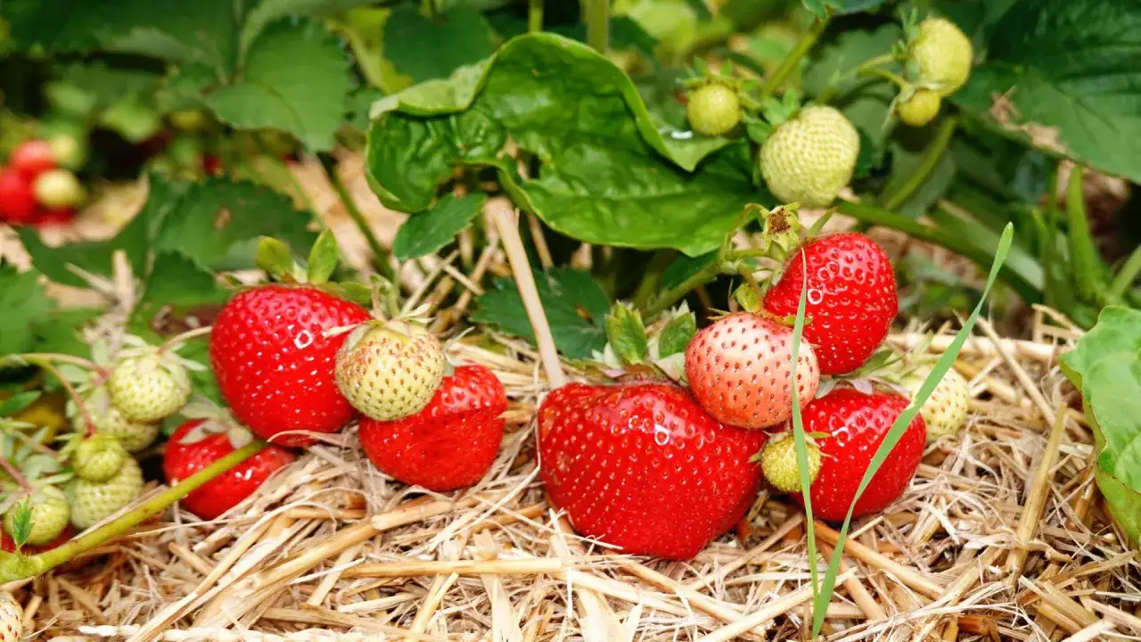 Reife und gr&uuml;ne Erdbeeren liegen auf Stroh. Wann ist Erdbeerzeit? Jetzt, wenn die s&uuml;&szlig;en Fr&uuml;chte reif werden!