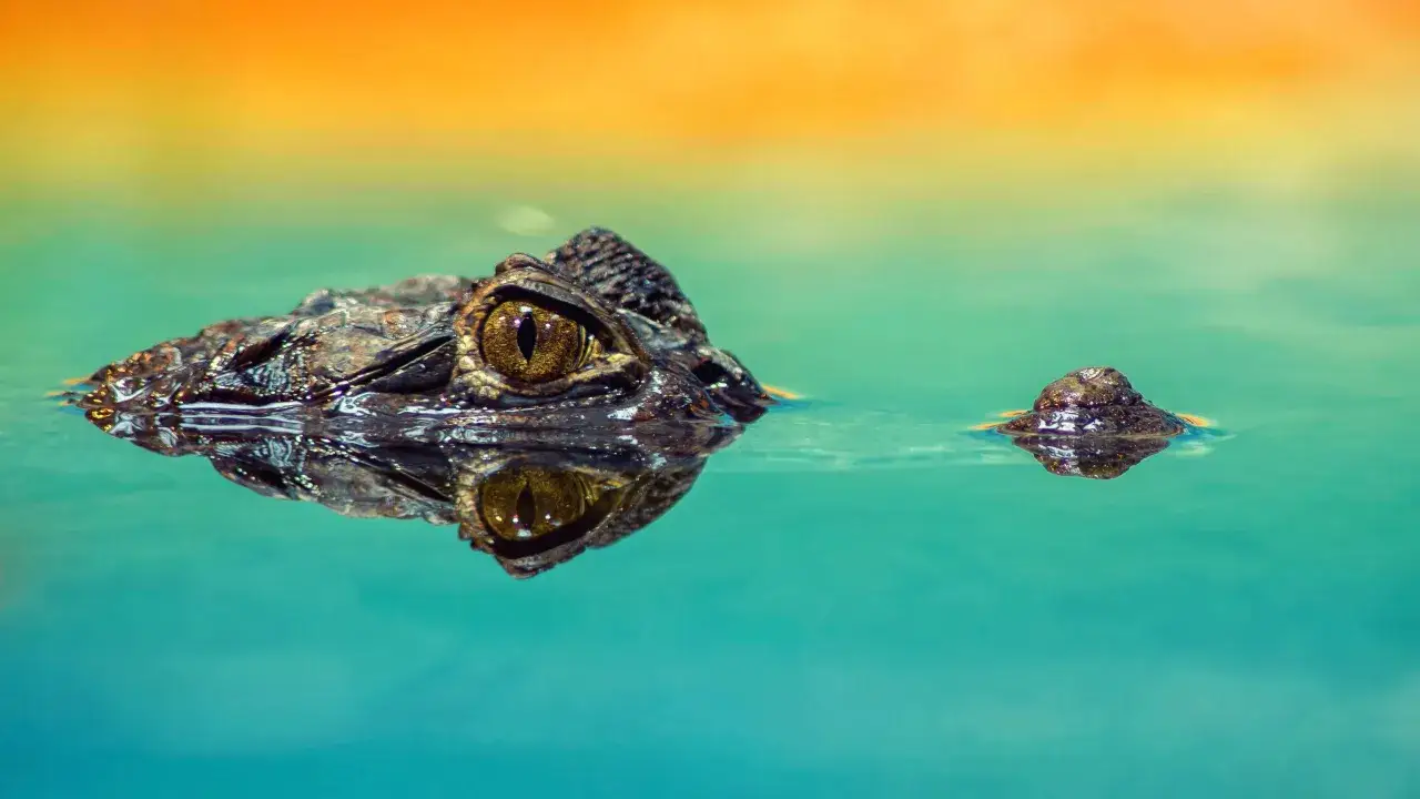 Un cocodrilo emerge del agua turquesa, su ojo dorado vigilante. Parece que estoy a punto de soñar con cocodrilos.