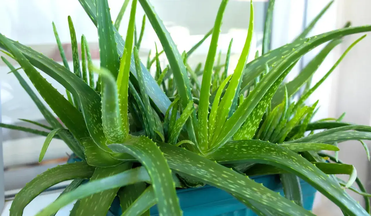 Plante d'aloe vera aux feuilles vertes et charnues, parfaite pour soulager un coup de soleil.