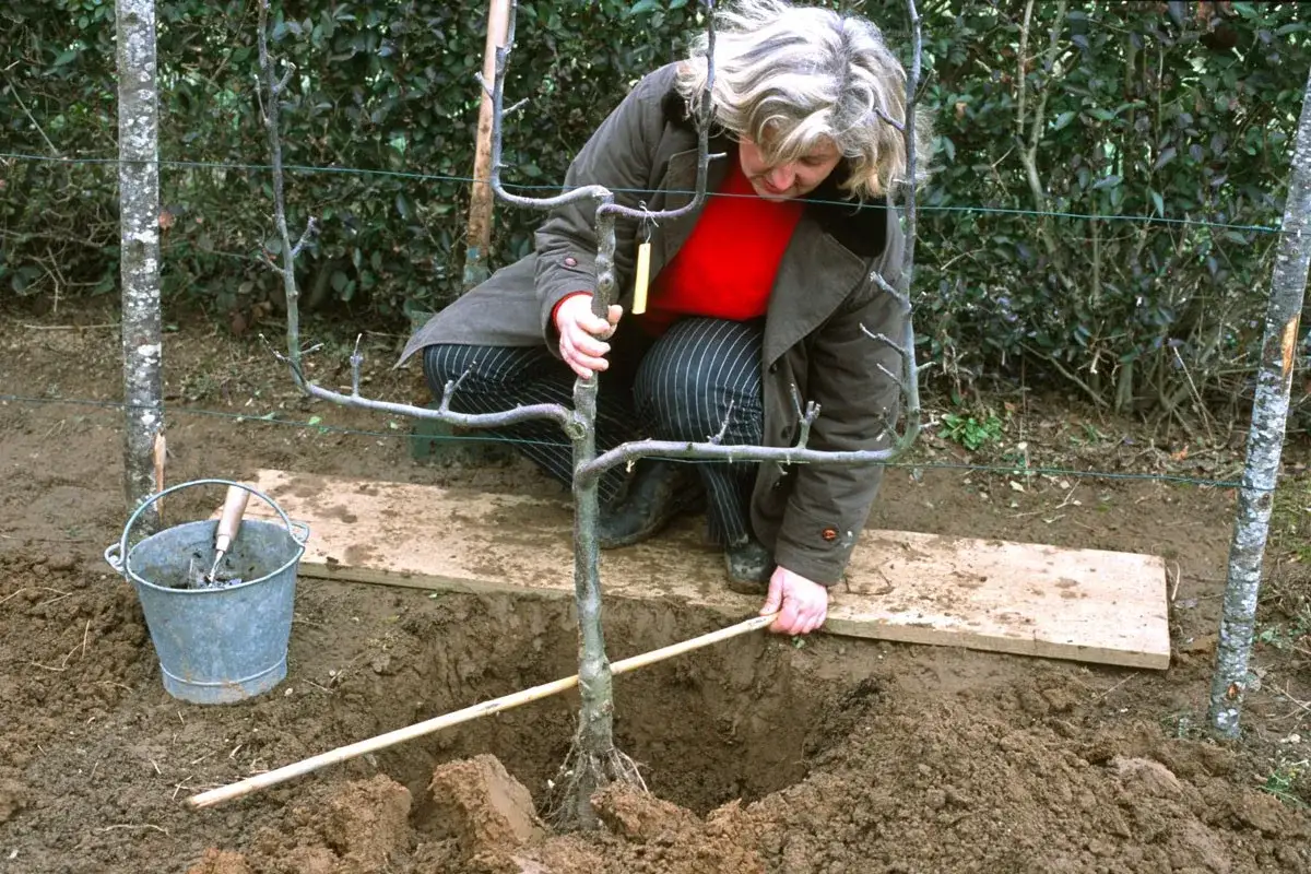 Une femme plante un pommier. Elle est accroupie pr&egrave;s d'un trou creus&eacute; dans la terre, tenant le jeune arbre par son tronc. Une brouette et une pelle sont &agrave; proximit&eacute;. C'est le moment id&eacute;al pour savoir quand planter un pommier.