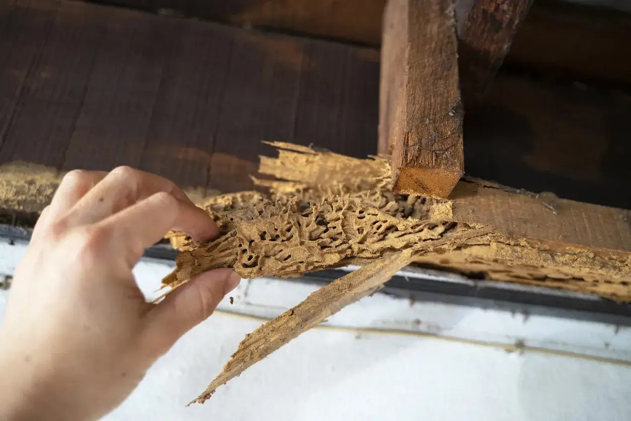 Una mano examina madera carcomida por larvas de termitas, revelando t&uacute;neles y da&ntilde;os estructurales.