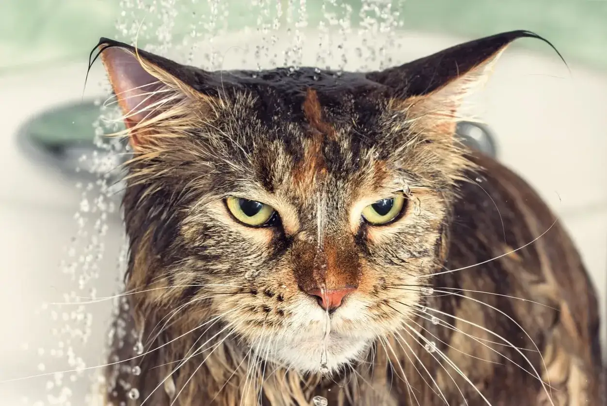 Gato con cara de pocos amigos bajo la ducha, demostrando porque a los gatos no les gusta el agua.