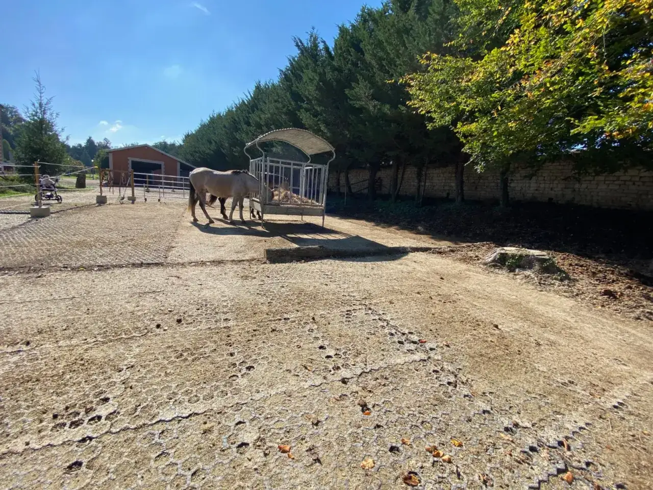 Deux chevaux mangent dans un paddock, sous un ciel bleu clair.