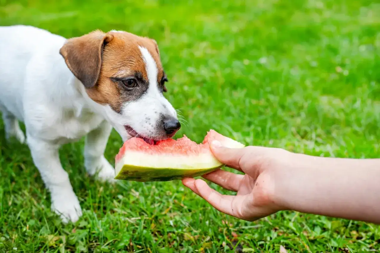 Szczeniak Jack Russell Terrier zajada się soczystym kawałkiem arbuza. To pokazuje, jakie owoce może jeść pies, gdy jest gorąco.
