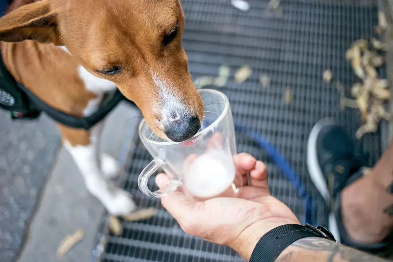 Czy psy mogą pić mleko? Brązowy piesek z białą klatką piersiową pije mleko z małego szklanego kubeczka trzymanego przez człowieka.