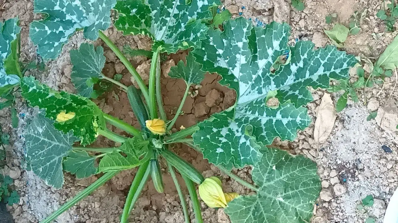 Plante de courgette avec des feuilles tachet&eacute;es et des fleurs jaunes. Les feuilles montrent des signes pr&eacute;coces d'oidium, une maladie fongique courante.