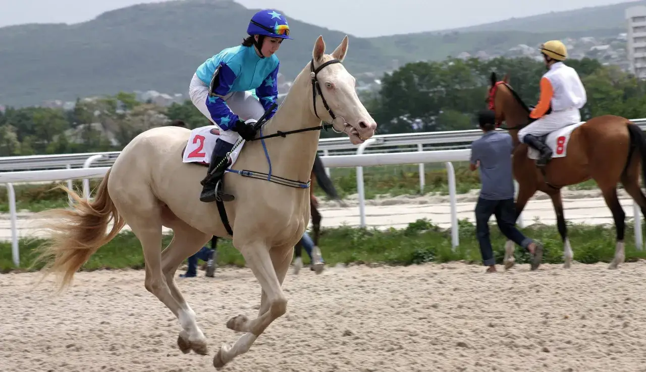 Un magnifique cheval Akhal-Teke, d'une robe claire et d'une crini&egrave;re flamboyante, galope sur l'hippodrome avec sa jeune jockey.