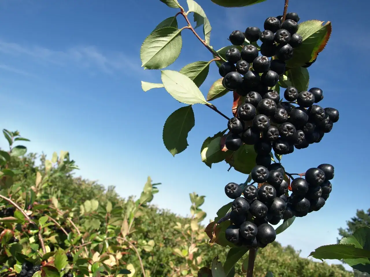 Reife Aroniabeeren h&auml;ngen an einem Strauch vor blauem Himmel. Diese dunklen Beeren sind bekannt f&uuml;r ihre gesundheitlichen Vorteile.