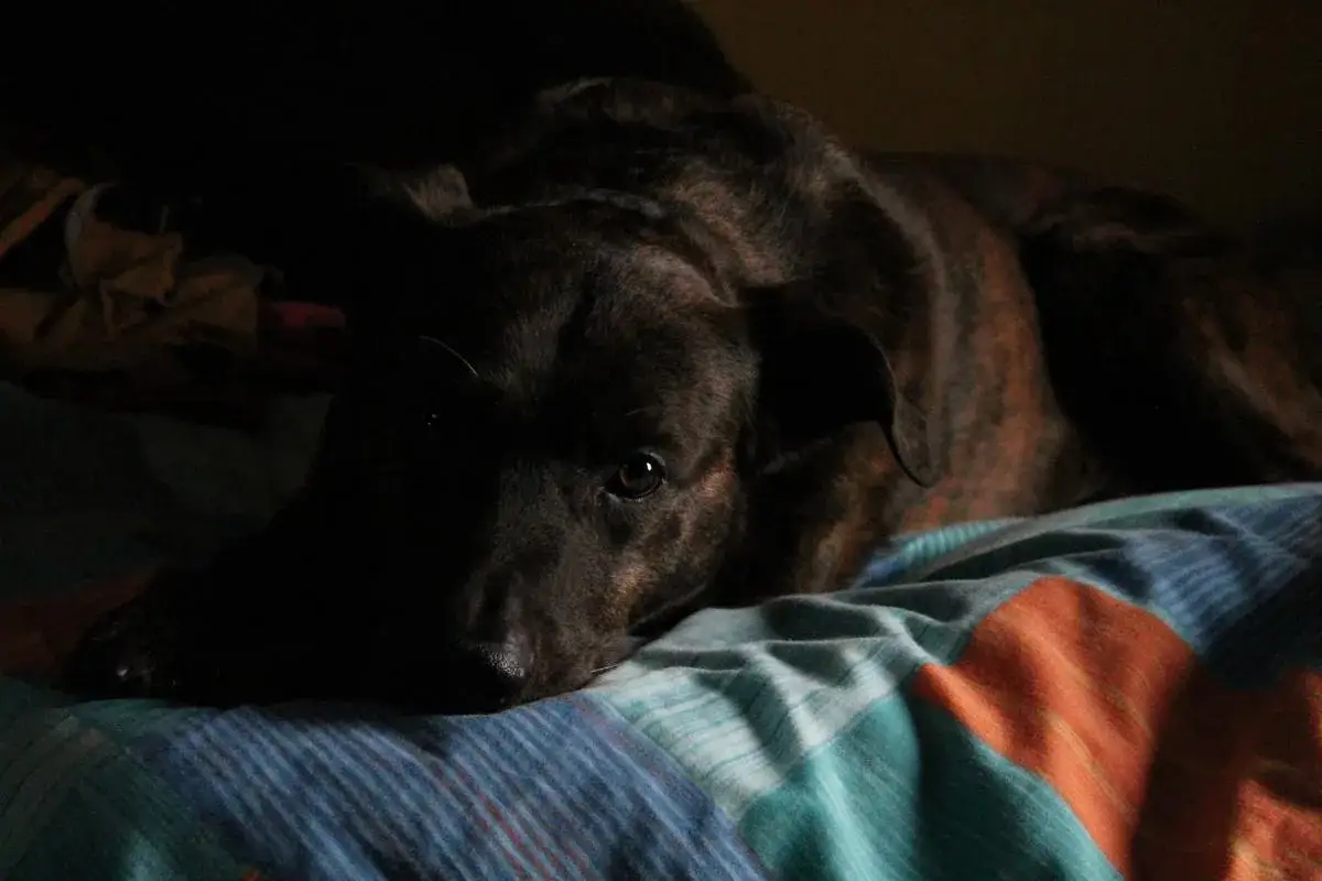 Un perro oscuro yace en una cama, con la cabeza apoyada en una manta colorida. Un ejemplo de como hacer que un perro se duerma.