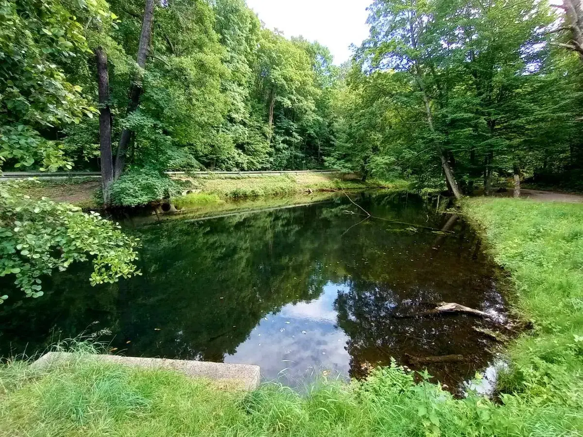 Spokojne oczko wodne, idealne na łowisko, otoczone bujną zielenią drzew i traw.