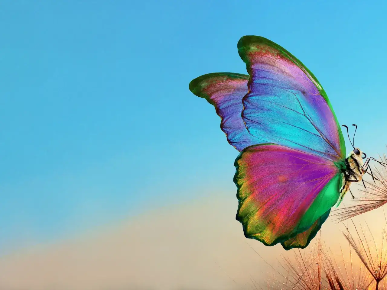 Mariposa de alas iridiscentes, como un sueño, posada sobre semillas de diente de león con gotas de rocío.