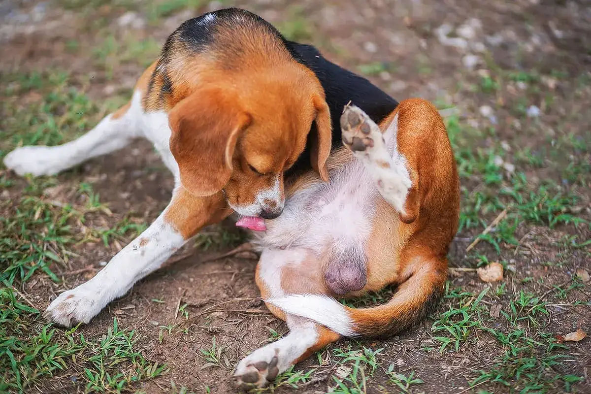 Beagle leckt sich am Bauch. M&ouml;glicherweise hat er eine geprellte Rute beim Hund und versucht, den Schmerz zu lindern.