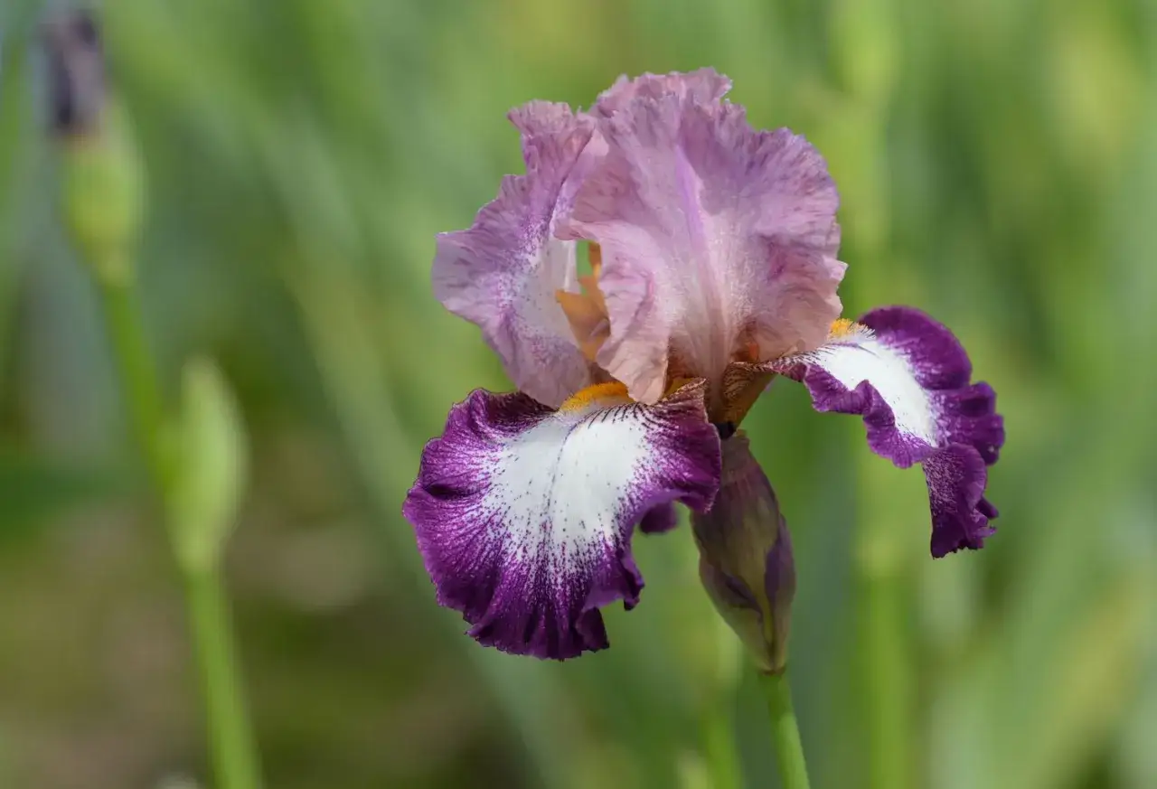 Une magnifique iris fleur couleur, aux p&eacute;tales mauves et blancs mouchet&eacute;s de pourpre, se dresse sur un fond vert flou.
