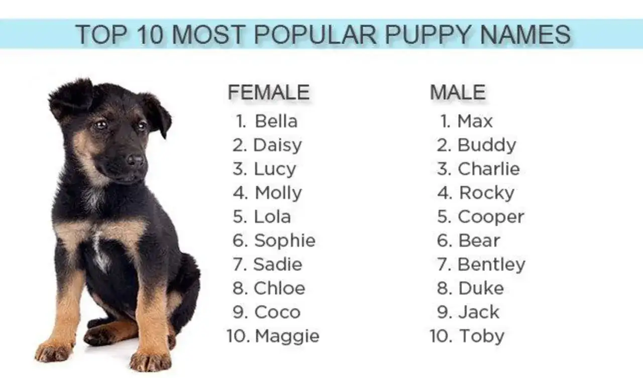 Uroczy szczeniak obok listy TOP 10 najpopularniejszych angielskich imion dla psa: Bella, Daisy, Lucy, Molly, Lola, Sophie, Sadie, Chloe, Coco, Maggie (dla suczek) i Max, Buddy, Charlie, Rocky, Cooper, Bear, Bentley, Duke, Jack, Toby (dla piesków).