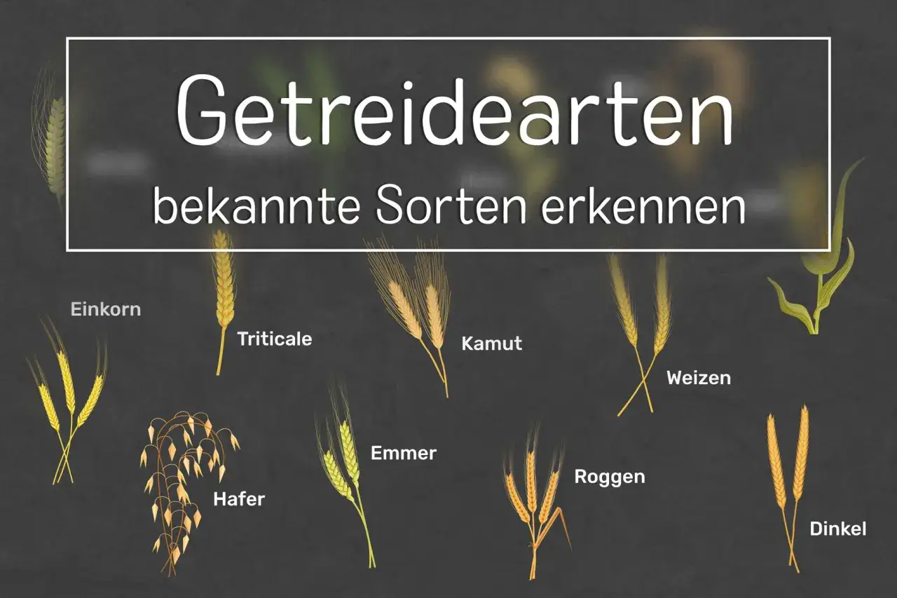 Getreidearten: Einkorn, Triticale, Kamut, Weizen, Hafer, Emmer, Roggen, Dinkel. Ist Dinkel gesünder als Weizen?