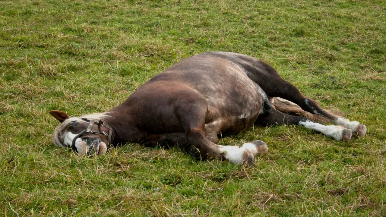 Cheval couch&eacute; sur le flanc dans l'herbe, l'air souffrant. Un signe de colique chez le cheval.