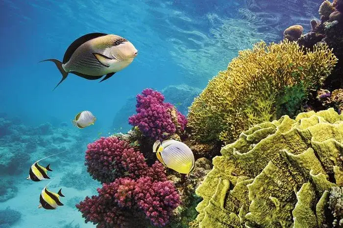 podwodny świat marsa alam rafy koralowe
