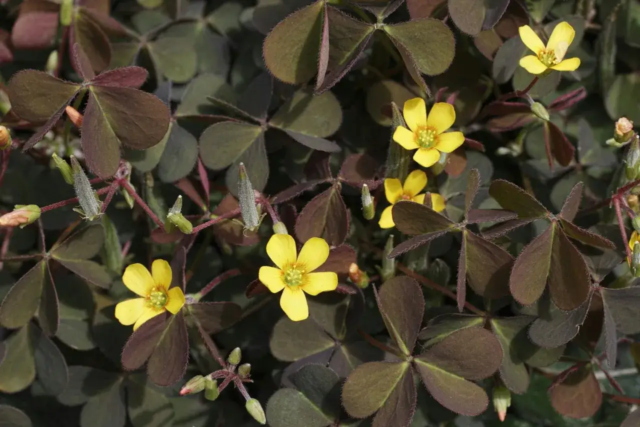Sm&aring; gula blommor p&aring; m&ouml;rka kl&ouml;verblad. En vacker oxalis utomhus som sprider sig.