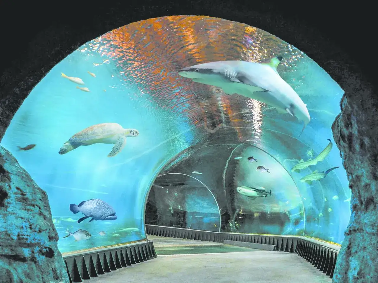Podwodny tunel w Afrykarium Wrocław: rekin płynie nad ż&oacute;łwiem i ławicą ryb.